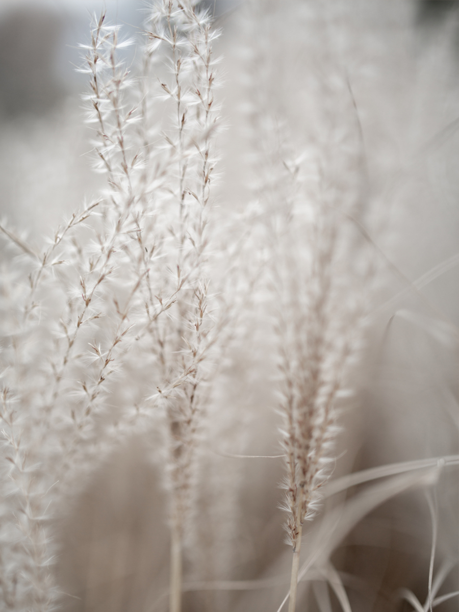 Fotografie von beigem Pampasgras mit verschwommenem Hintergrund.