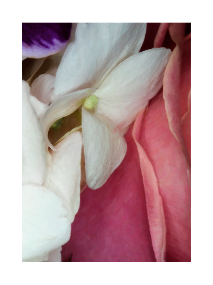 Nahaufnahme von weißen und rosa Blütenblättern.