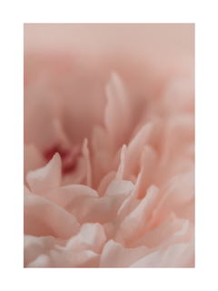 Nahaufnahme einer Blume mit rosa Blütenblättern und verschwommenem Hintergrund.