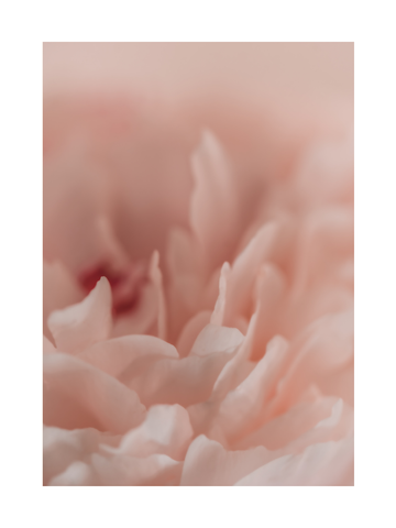 Nahaufnahme einer Blume mit rosa Blütenblättern und verschwommenem Hintergrund.