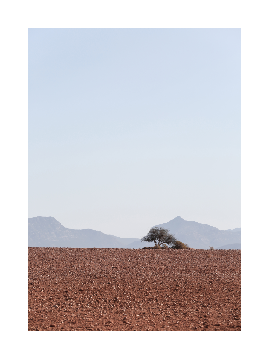 Ein Baum in der Wüste mit Bergen im Hintergrund.