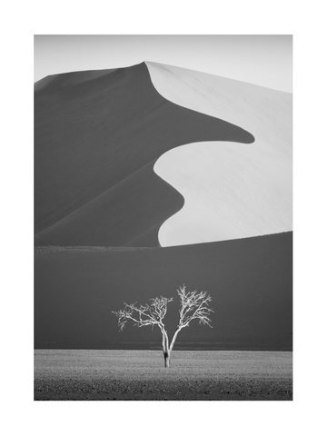 Schwarz-Weiß-Fotografie eines toten Baums vor einer großen Düne.