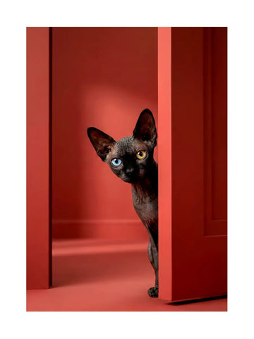 Sphynx-Katze mit unterschiedlichen Augenfarben schaut um eine rote Ecke.