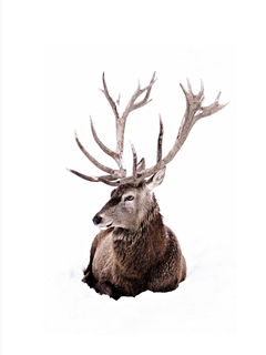 Ein Hirsch mit großen Geweihen ruht im Schnee.