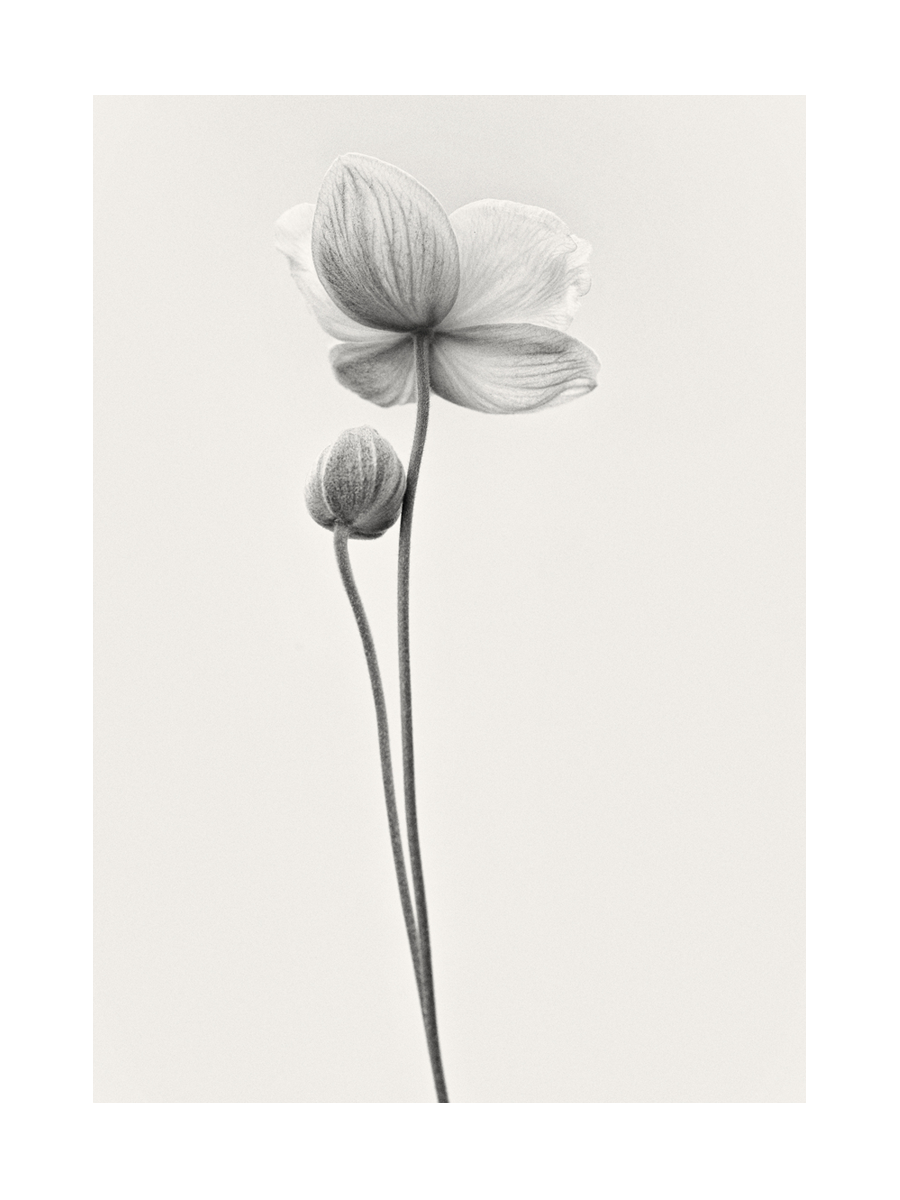 Schwarz-weißes Bild einer Blume mit zwei Stielen auf hellem Hintergrund.
