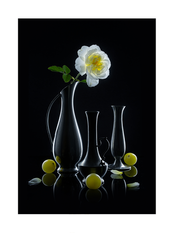 Stillleben mit weißer Rose in dunkler Vase und gelben Früchten auf schwarzem Hintergrund.