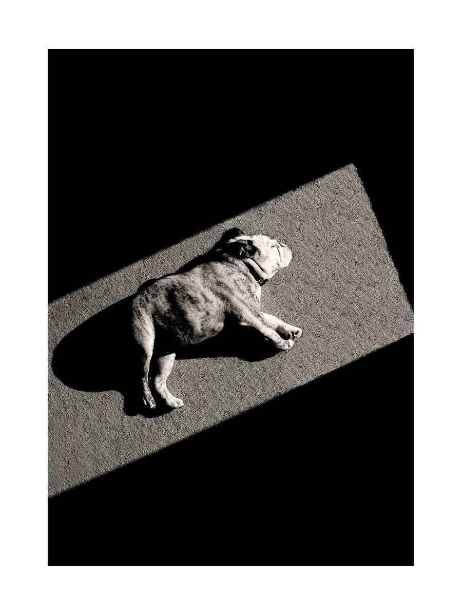 Sunbathing Dog Poster