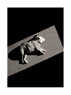 Fotografie eines schlafenden Hundes auf einem Teppich im Sonnenlicht.