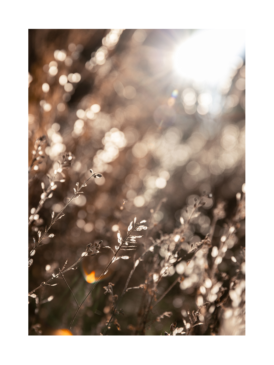 Fotografie von getrocknetem Gras im Sonnenlicht.