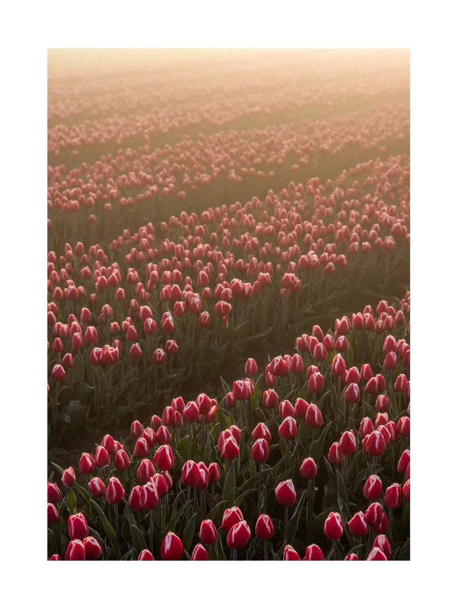Sunrise Over Tulip Field Poster