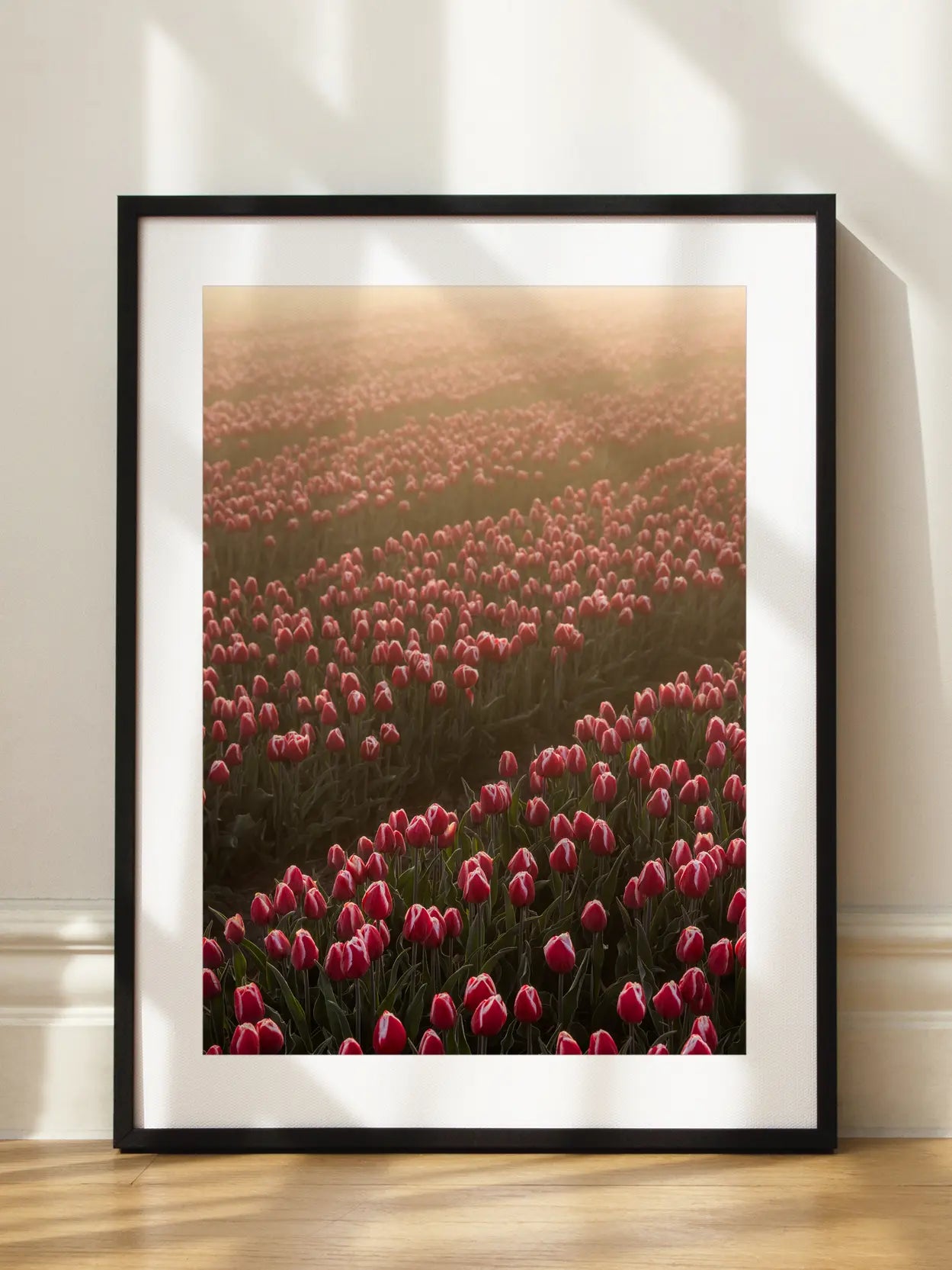 Sunrise Over Tulip Field