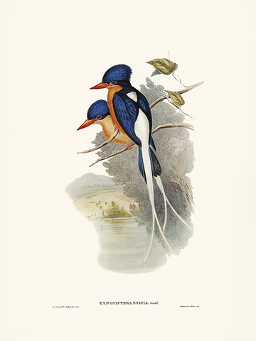 Zwei blaue Vögel mit weißen und orangefarbenen Federn auf einem Ast vor einem hellgrauen Hintergrund.