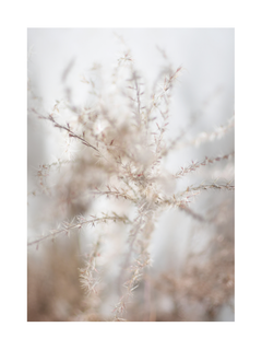 Fotografie von getrocknetem, beigem Gras vor einem hellgrauen Hintergrund.