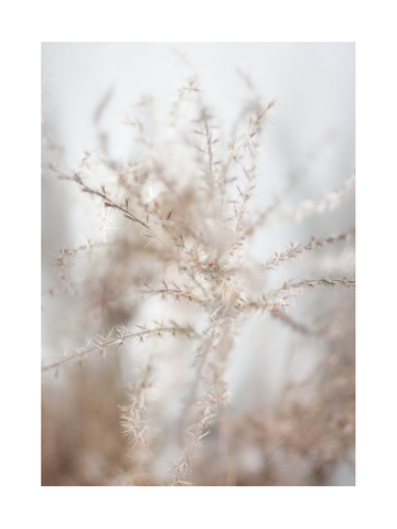 Fotografie von getrocknetem, beigem Gras vor einem hellgrauen Hintergrund.