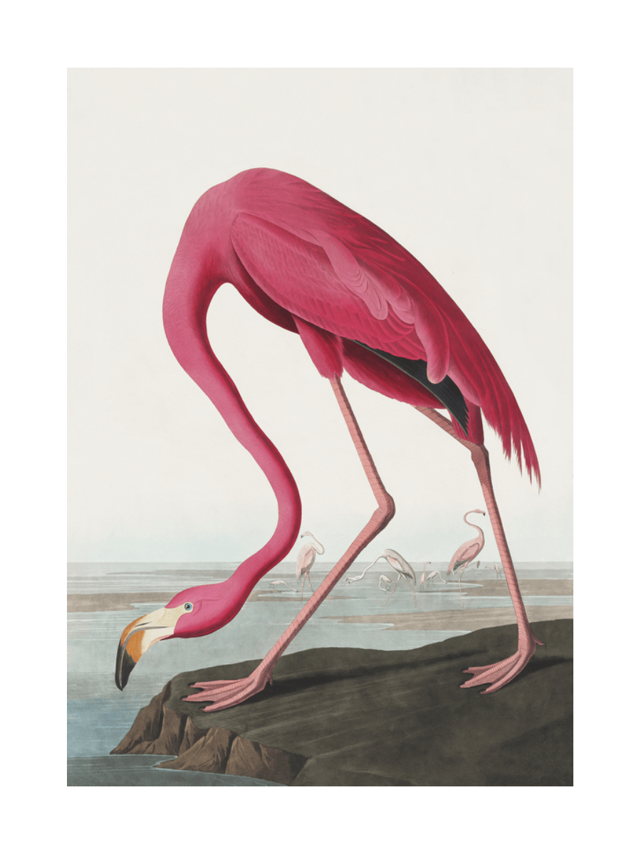 Illustration eines amerikanischen Flamingos in leuchtendem Pink auf einem Felsen mit Wasserlandschaft im Hintergrund.