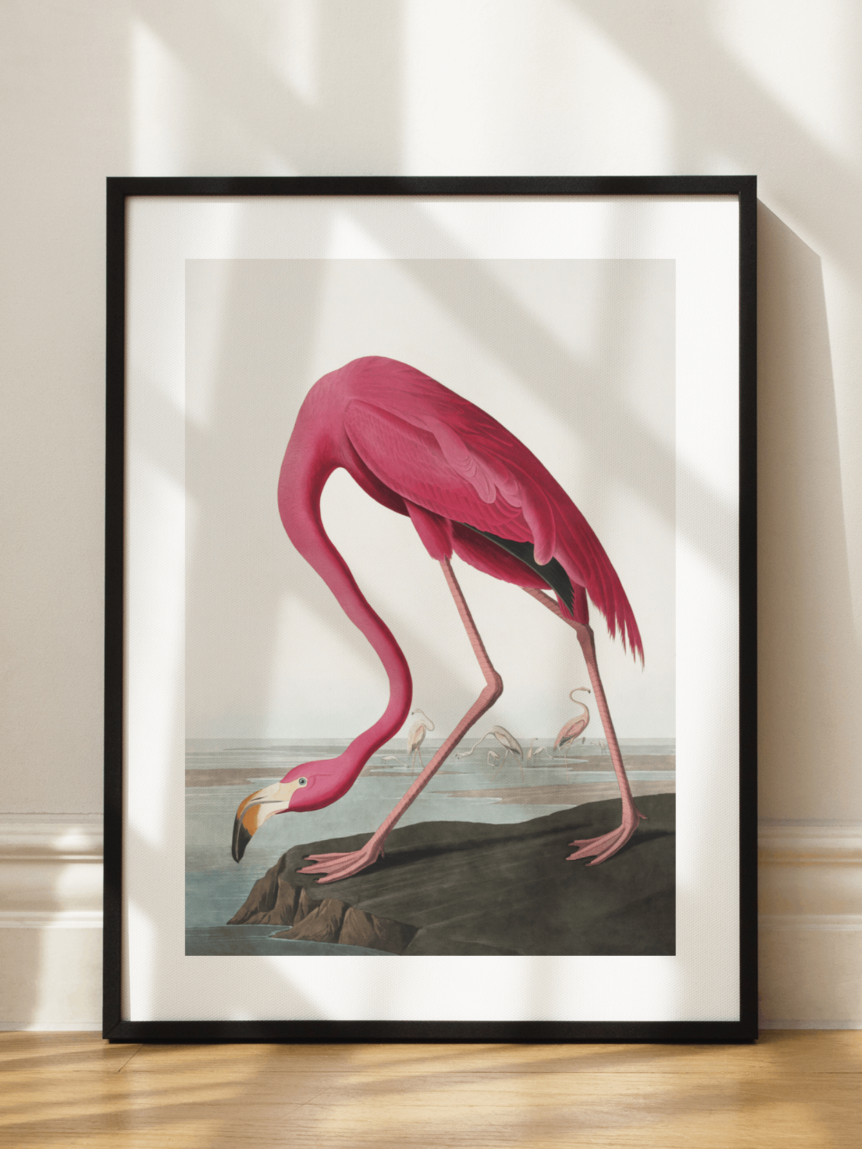 The American Flamingo