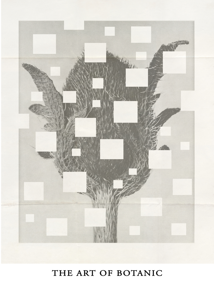 Botanische Illustration mit quadratischen Überlagerungen und dem Text "The art of botanic" darunter.