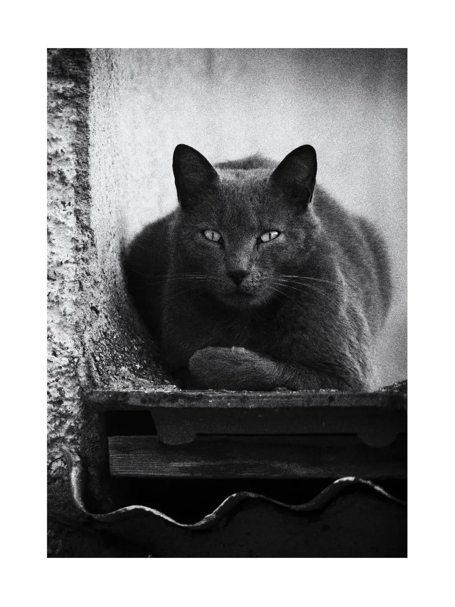 Schwarz-Weiß-Fotografie einer grauen Katze, die auf einem Dach liegt.