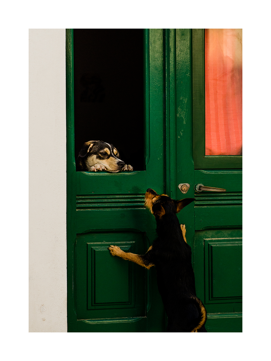 Zwei Hunde treffen sich an einer grünen Tür, einer schaut durch das Fenster, der andere steht davor.