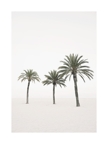 Fotografie von drei Palmen am Strand mit hellem Himmel im Hintergrund.