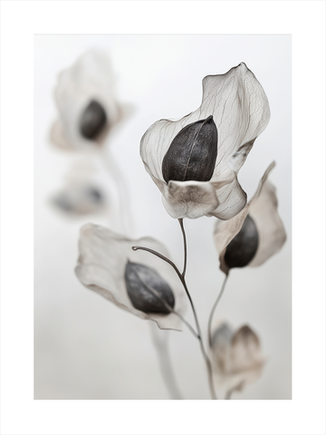 Fotografie von durchsichtigen Blütenblättern mit dunklem Kern vor hellgrauem Hintergrund.