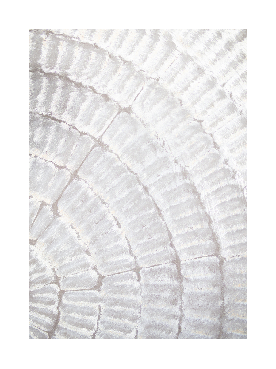 Detailliertes Foto von Baumringen in Weiß und Beige.