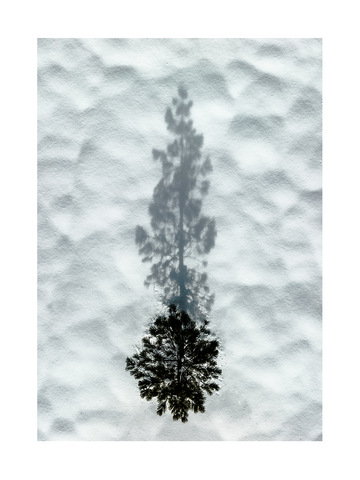 Ein Baum wirft einen Schatten auf eine Schneedecke.