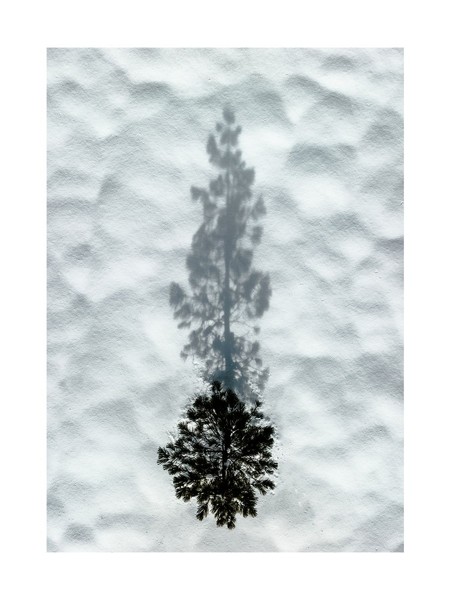 Ein Baum wirft einen Schatten auf eine Schneedecke.