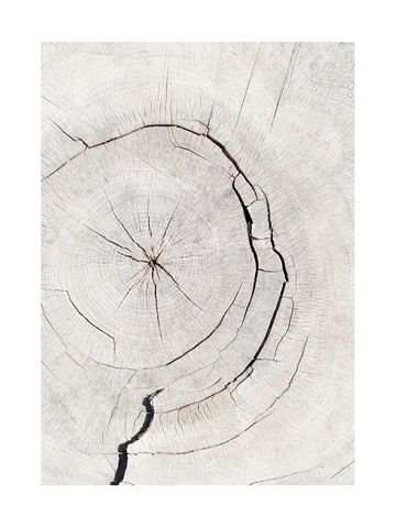 Nahaufnahme eines Baumstamms mit sichtbaren Jahresringen in Beige.