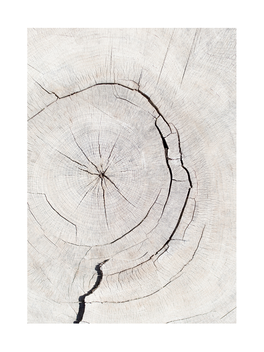 Nahaufnahme eines Baumstamms mit sichtbaren Jahresringen in Beige.