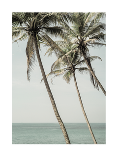 Fotografie von drei hohen Palmen vor einem blauen Meer und Himmel.