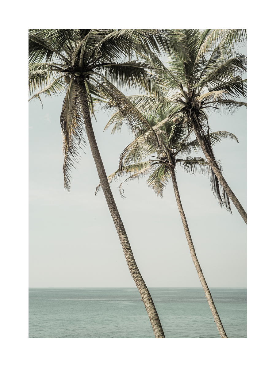 Fotografie von drei hohen Palmen vor einem blauen Meer und Himmel.