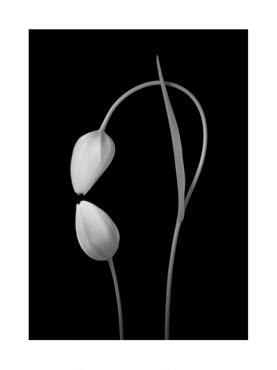 Tulip Love Poster