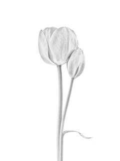 Schwarz-weiß-Fotografie von zwei Tulpen vor einem weißen Hintergrund.