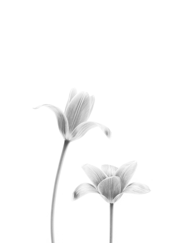 Schwarz-weiß-Fotografie von zwei Tulpen mit weißen Blütenblättern vor einem hellgrauen Hintergrund.