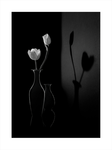 Schwarz-Weiß-Fotografie von zwei Tulpen in einer Vase mit Schattenprojektion an der Wand.