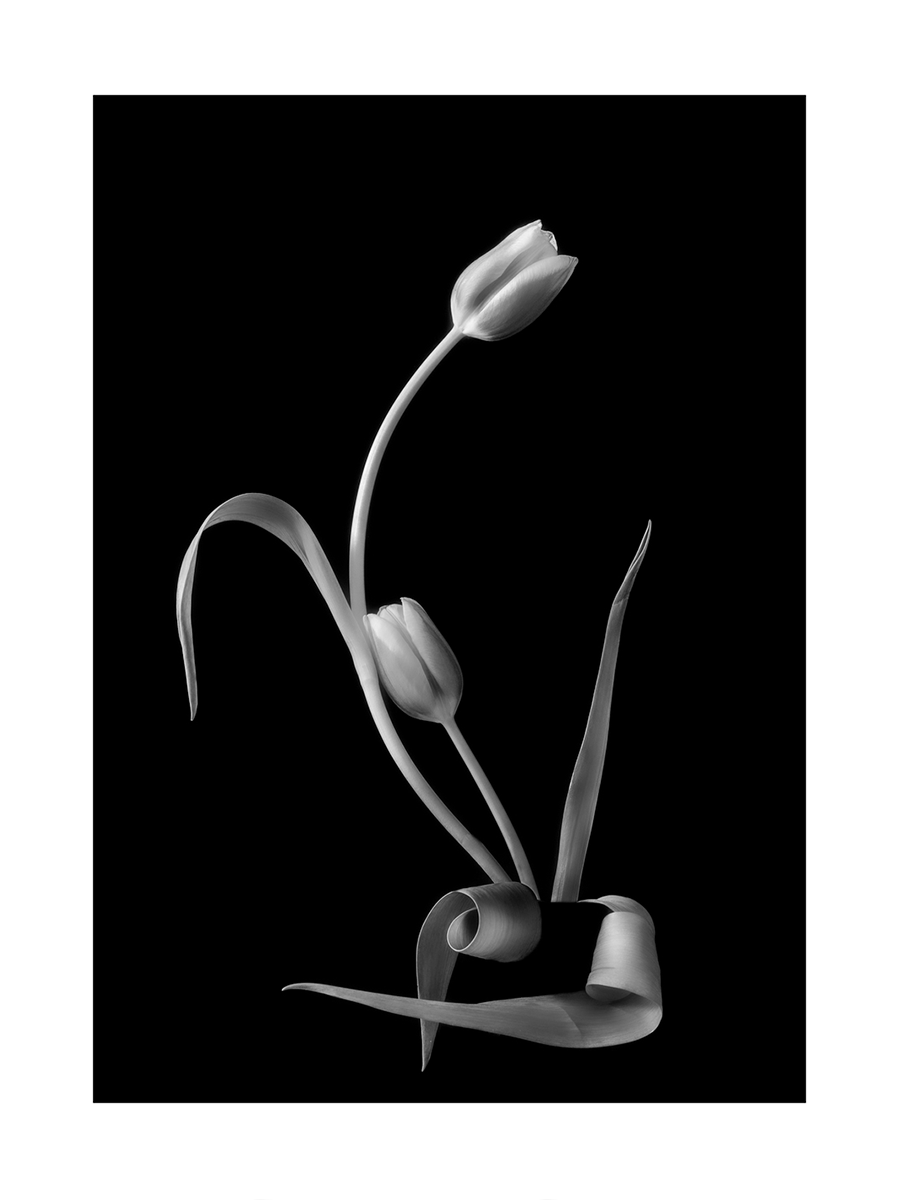 Schwarzweiß-Fotografie von zwei Tulpen mit Blättern vor einem schwarzen Hintergrund.