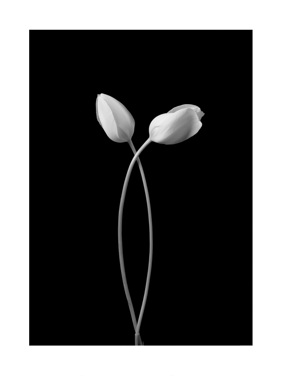 Two Tulips Poster