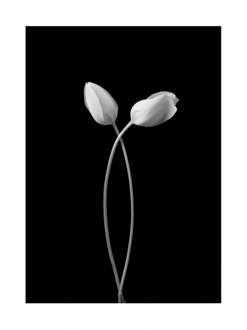 Zwei weiße Tulpen auf schwarzem Hintergrund.