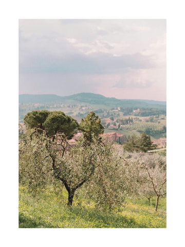 Fotografie der toskanischen Landschaft mit Olivenbäumen und Hügeln im Hintergrund.
