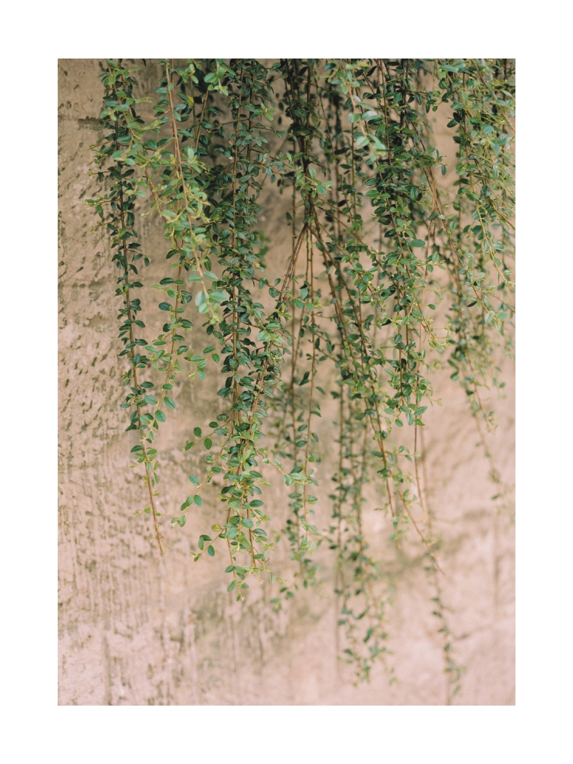 Tuscan Vines