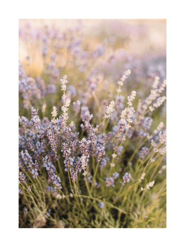 Fotografie von Lavendelblüten mit verschwommenem lila und gelbem Hintergrund.