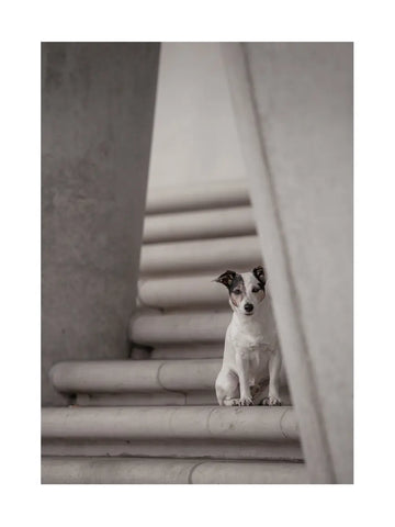 Ein Hund sitzt auf einer Treppe und schaut neugierig in die Kamera.