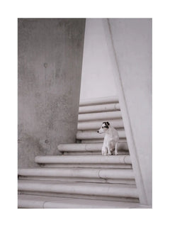 Ein weißer Hund sitzt auf einer grauen Treppe und schaut nach unten.