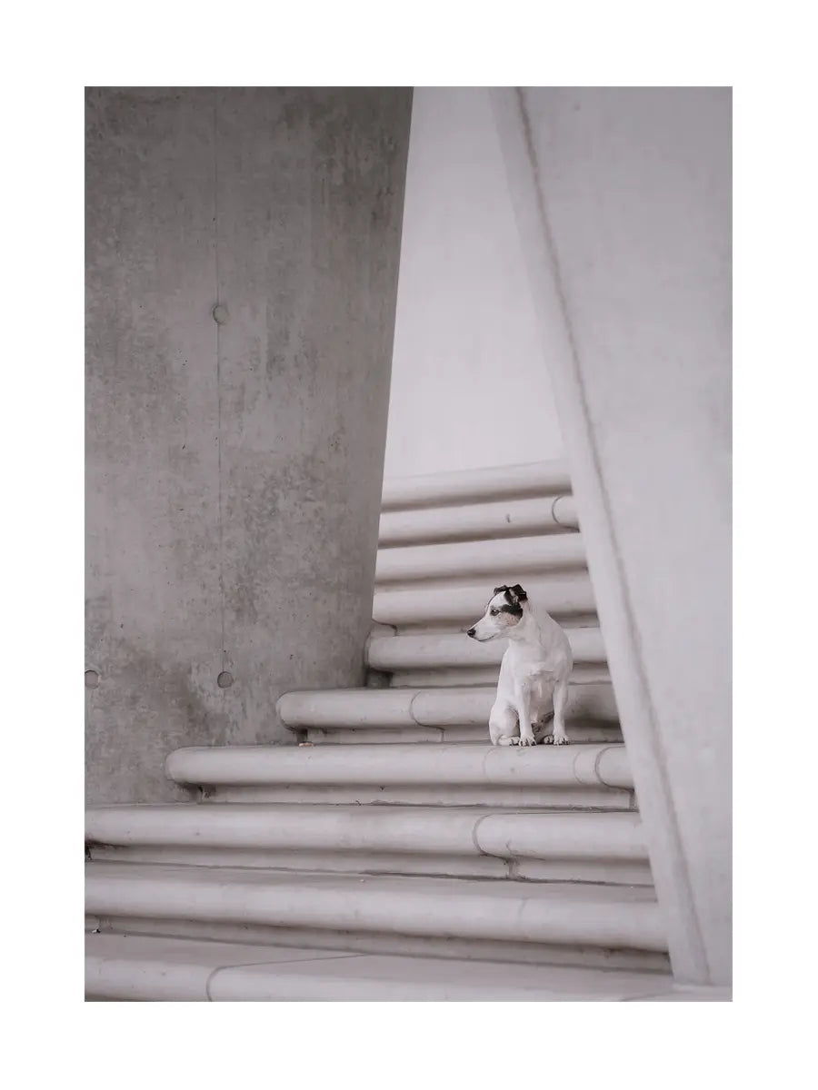 Ein weißer Hund sitzt auf einer grauen Treppe und schaut nach unten.