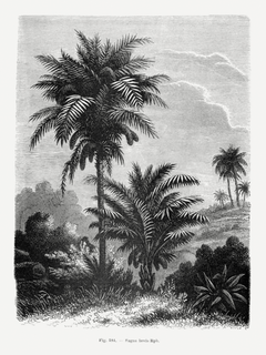 Schwarzweiß-Illustration von Palmen und Pflanzen.