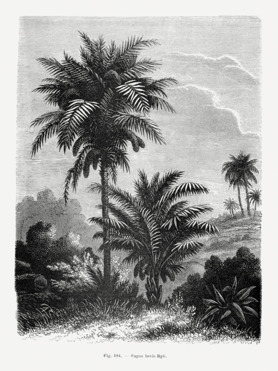 Schwarzweiß-Illustration von Palmen und Pflanzen.