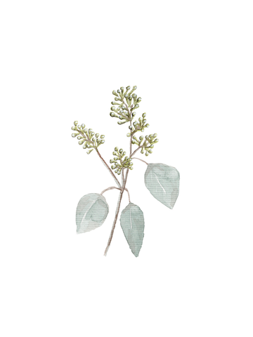 Aquarell-Illustration eines grünen Zweigs mit Blättern und Knospen auf weißem Hintergrund.