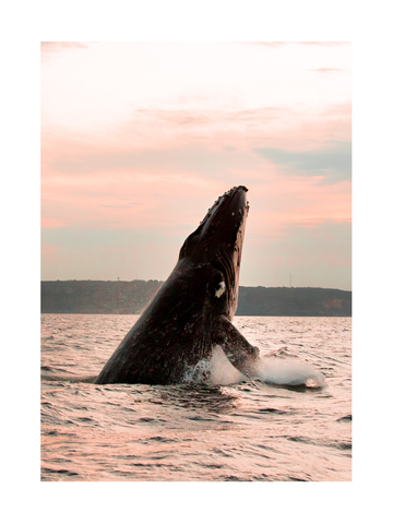 Fotografie eines Wals, der aus dem Wasser springt, mit rosa Himmel im Hintergrund.