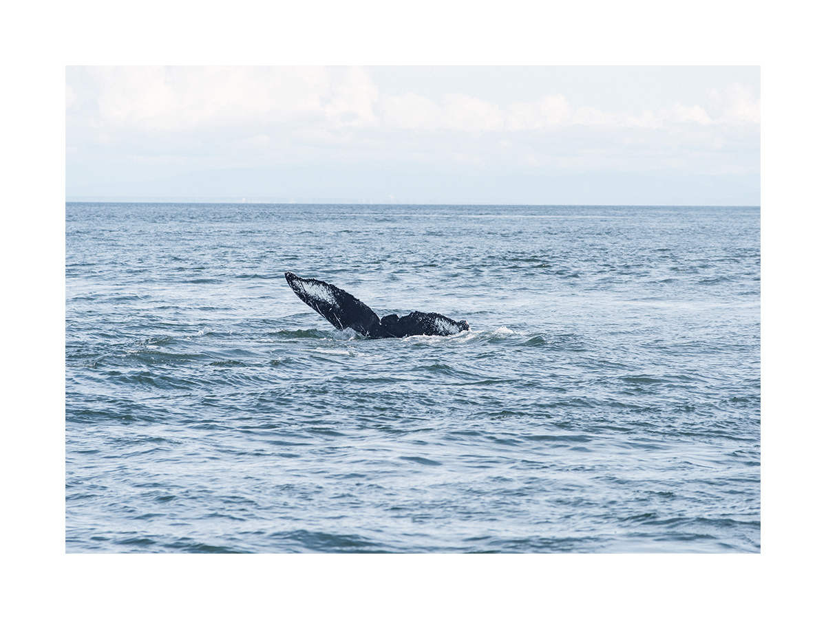 Fotografie eines Wals im Meer mit ruhiger Wasseroberfläche.